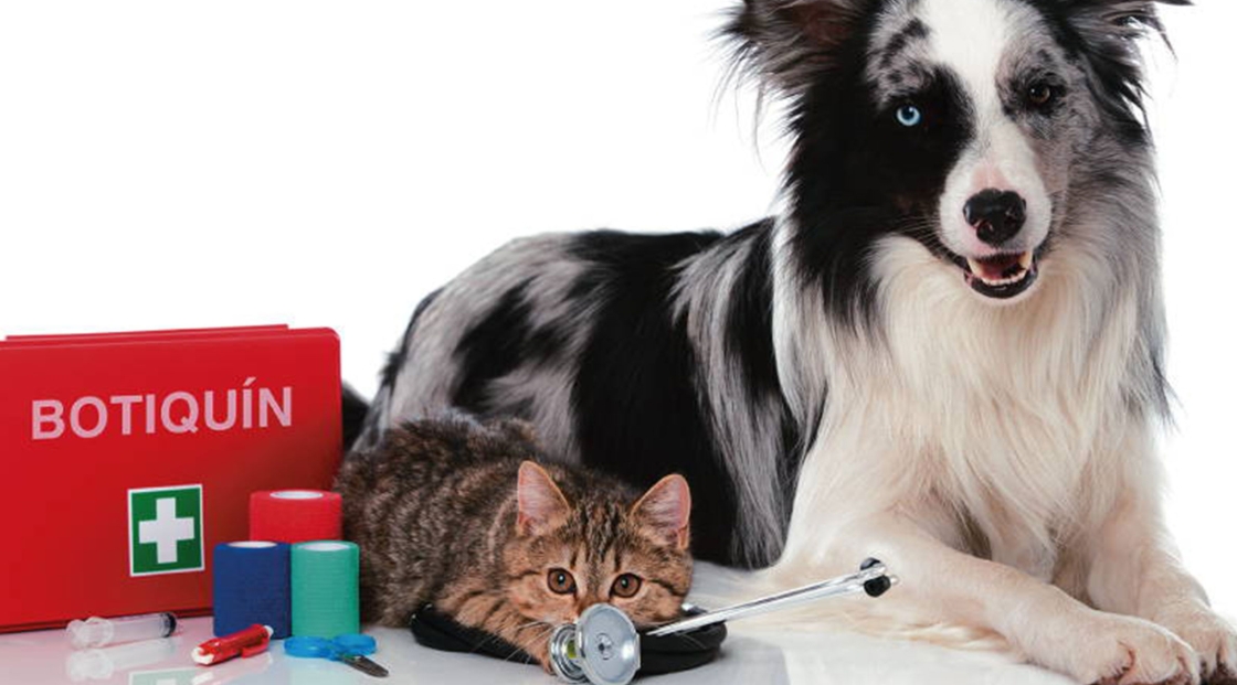 primeros-auxilios-perros-gatos